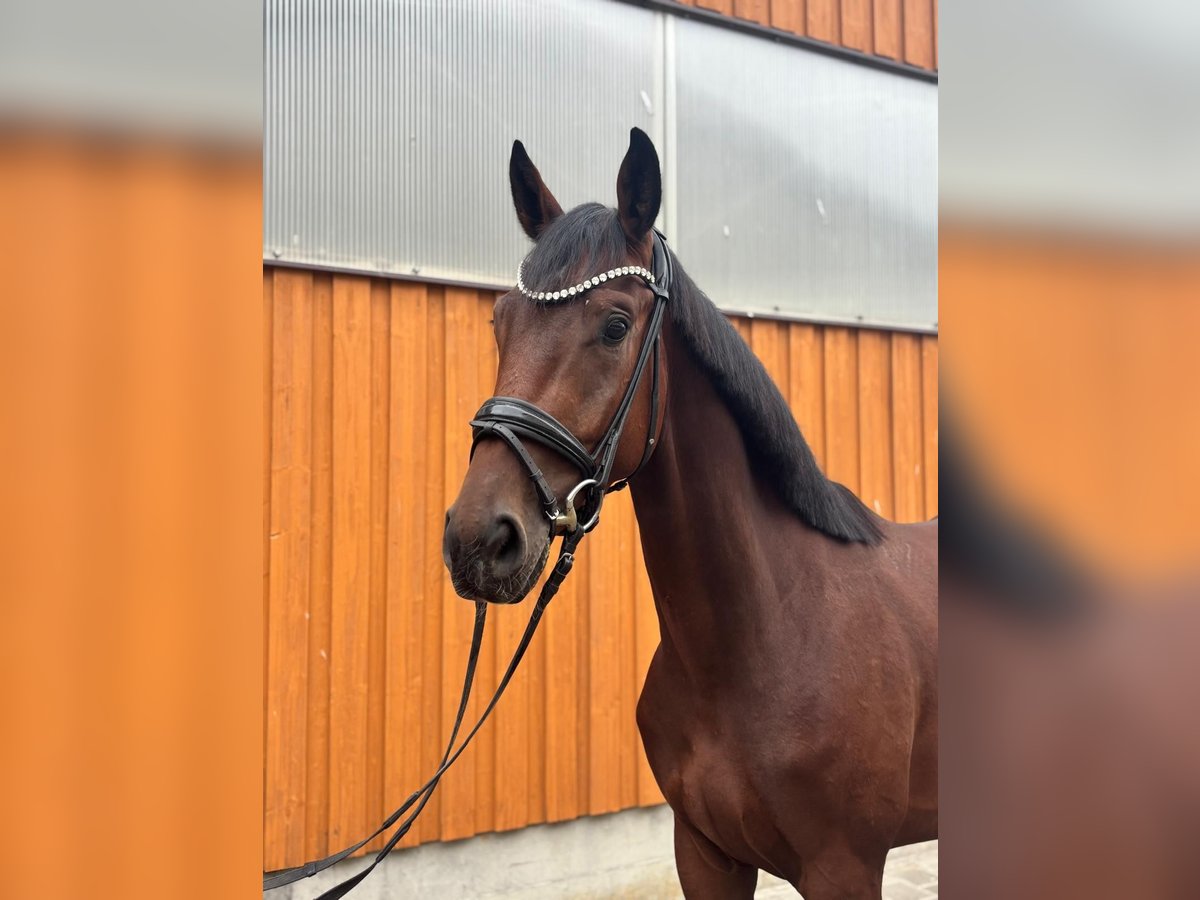 Deutsches Reitpferd Wallach 3 Jahre 168 cm Brauner in Illmensee