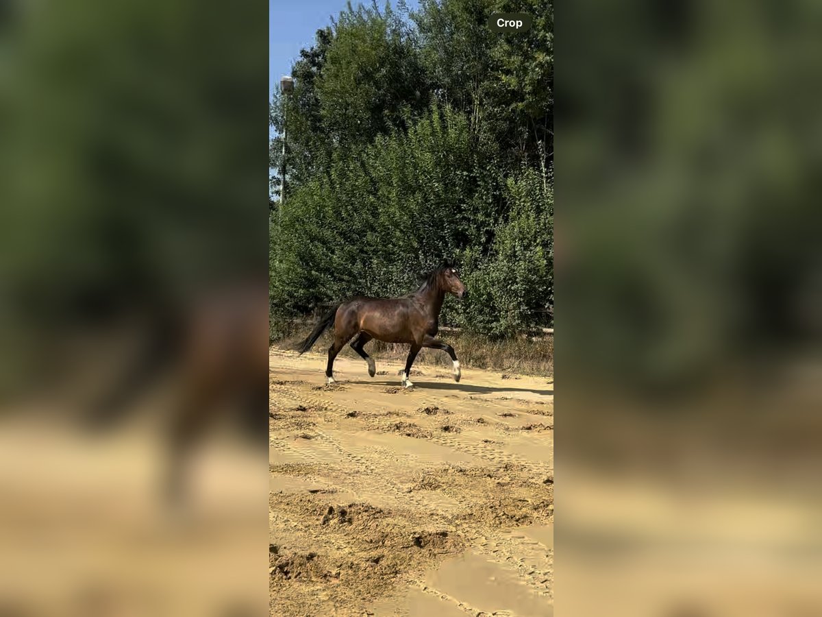 Deutsches Reitpferd Wallach 3 Jahre 168 cm Brauner in Nottuln