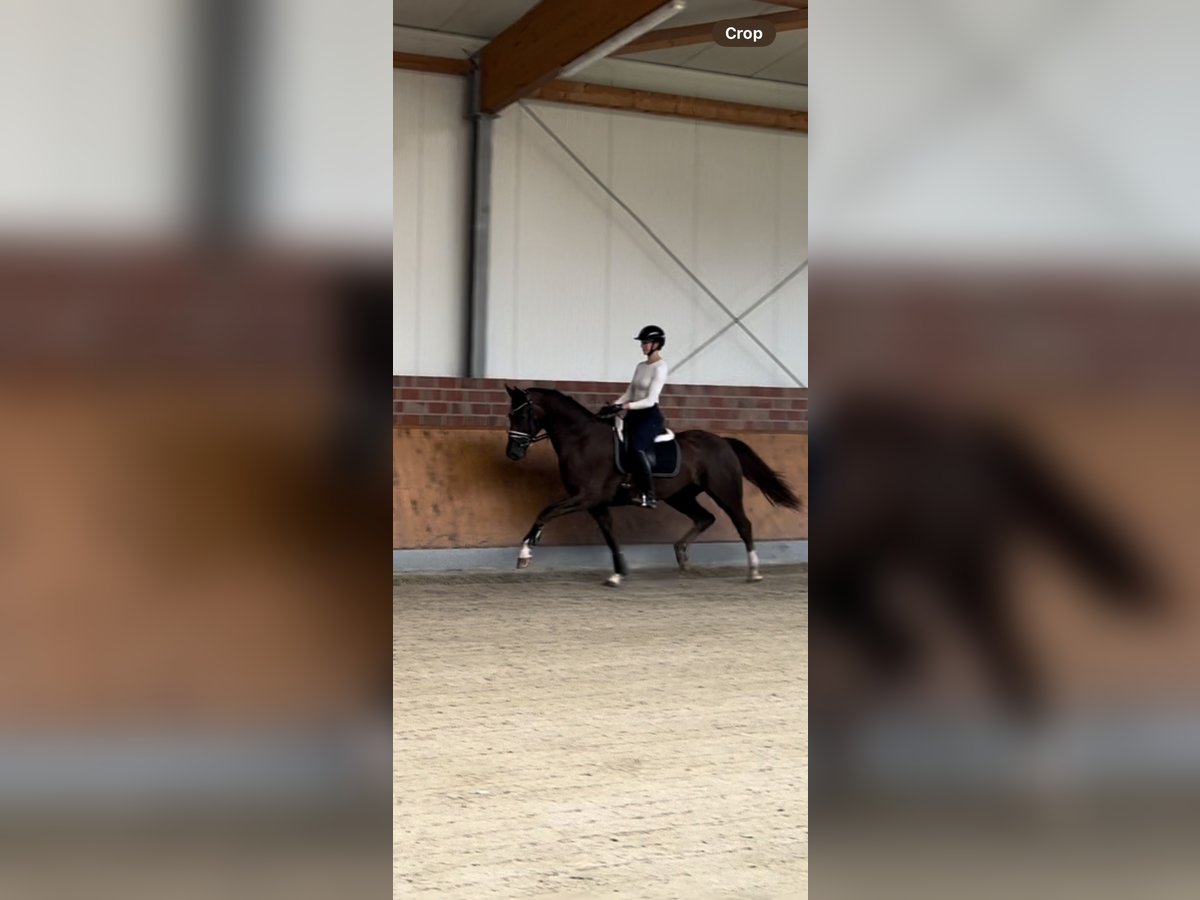 Deutsches Reitpferd Wallach 3 Jahre 172 cm Dunkelfuchs in Nottuln