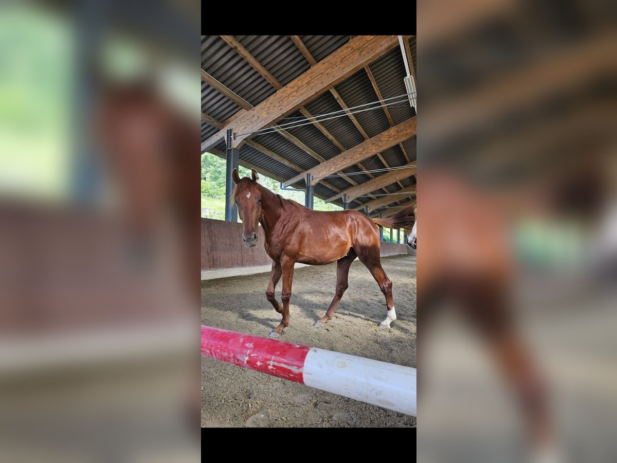 Deutsches Reitpferd Wallach 3 Jahre 176 cm Dunkelfuchs in Thun