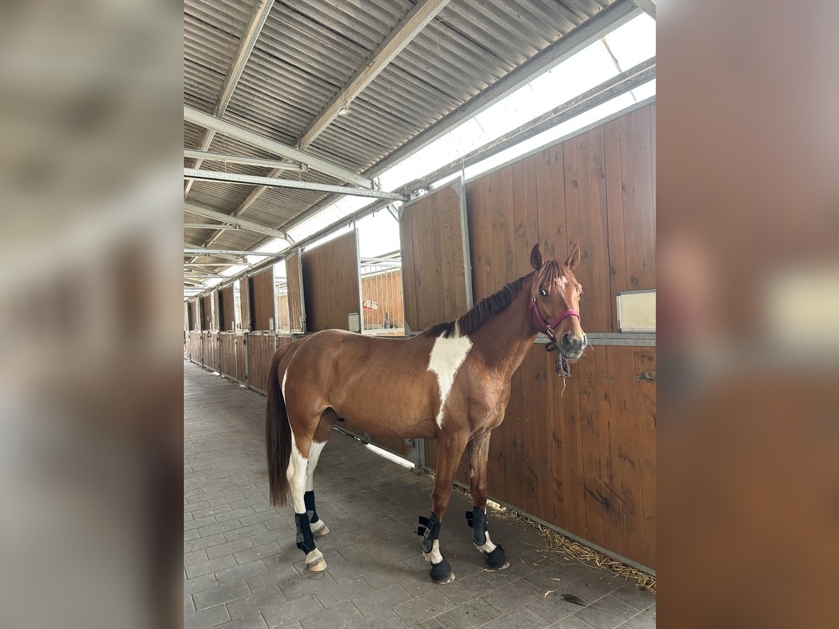 Deutsches Reitpferd Mix Wallach 4 Jahre 151 cm Tobiano-alle-Farben in Kerpen