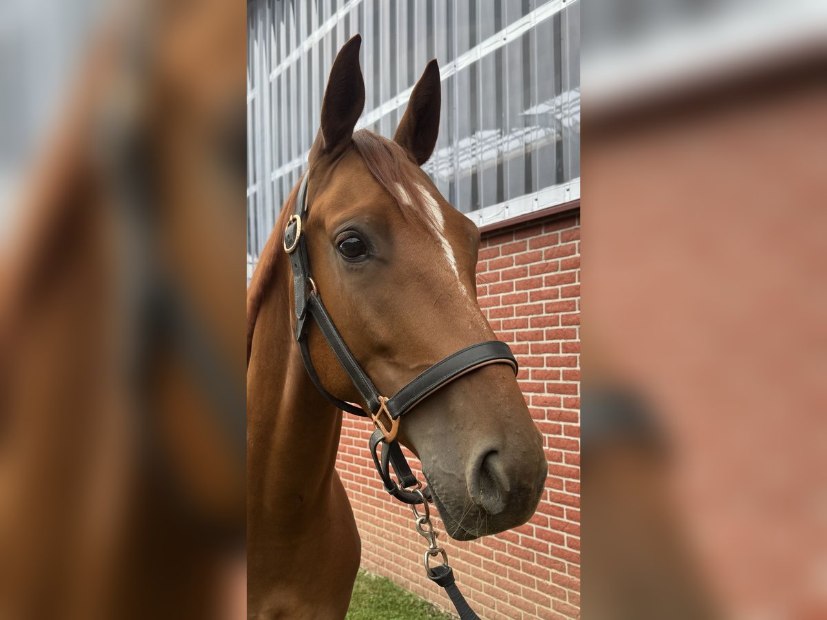 Deutsches Reitpferd Wallach 4 Jahre 160 cm Fuchs in Warendorf
