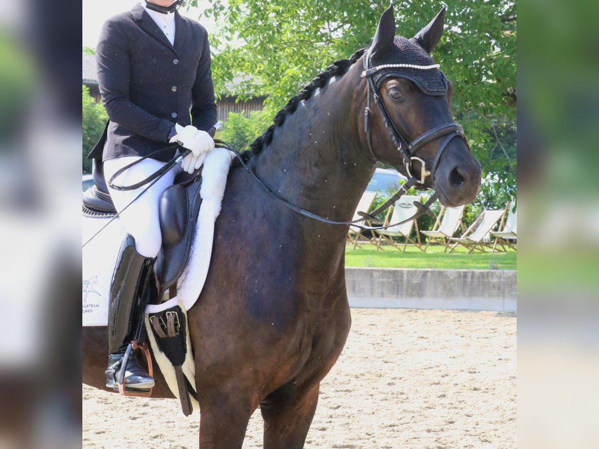 Deutsches Reitpferd Wallach 4 Jahre 161 cm Schwarzbrauner in Wolfsbach