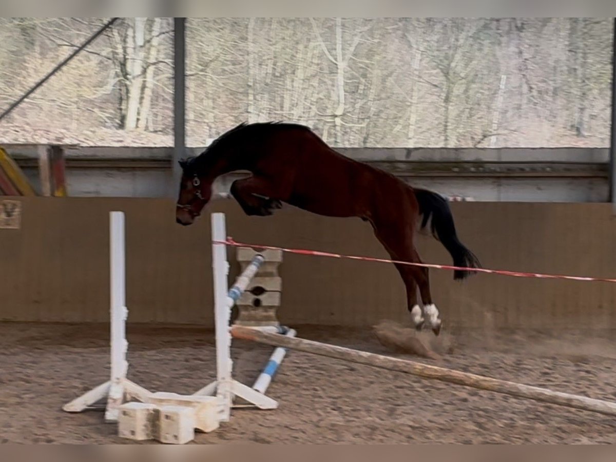 Deutsches Reitpferd Wallach 4 Jahre 165 cm Brauner in Bischoffen