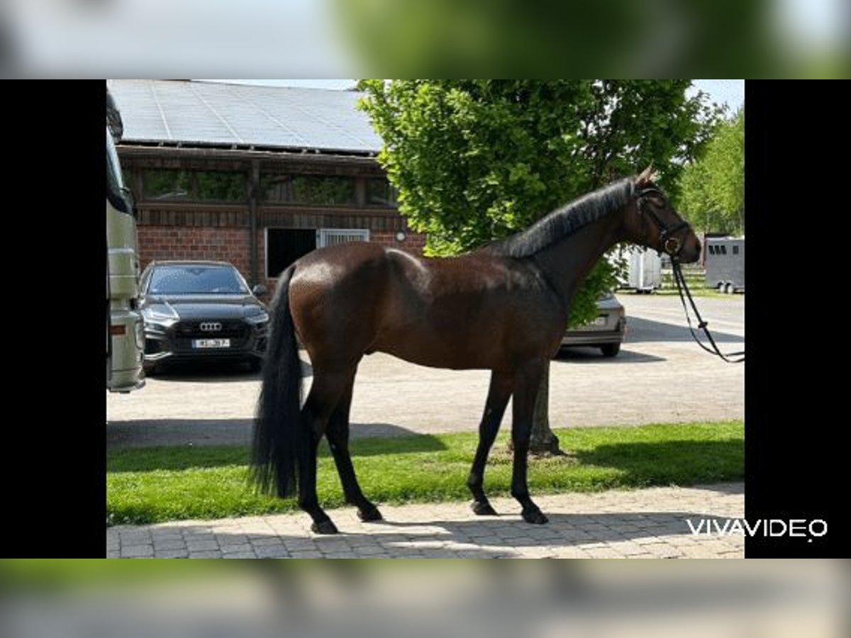 Deutsches Reitpferd Wallach 4 Jahre 165 cm Dunkelbrauner in Havixbeck