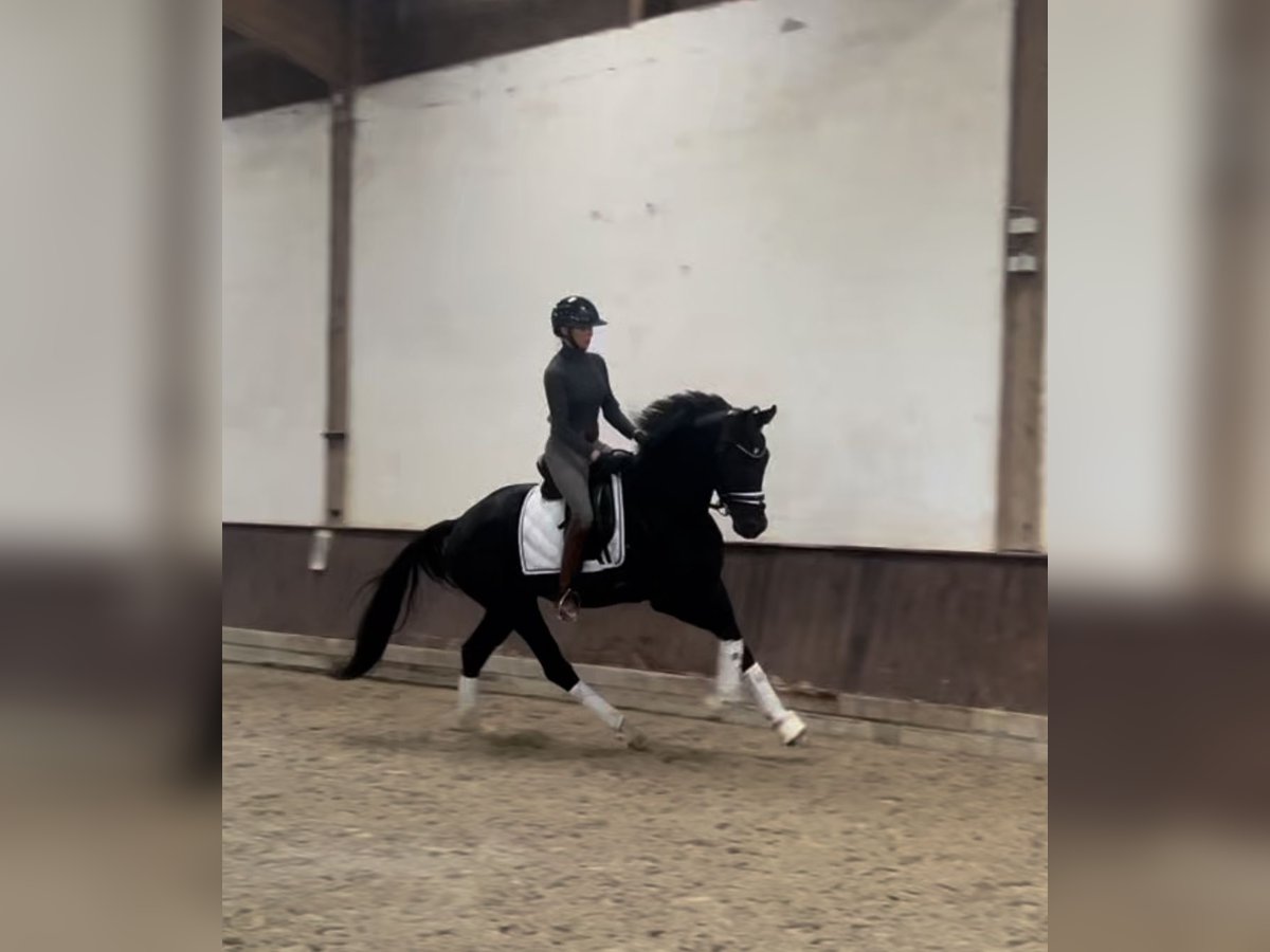 Deutsches Reitpferd Wallach 4 Jahre 165 cm Rappe in Welver