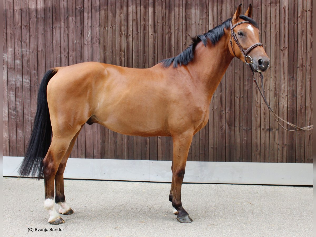 Deutsches Reitpferd Wallach 4 Jahre 166 cm Brauner in Datteln