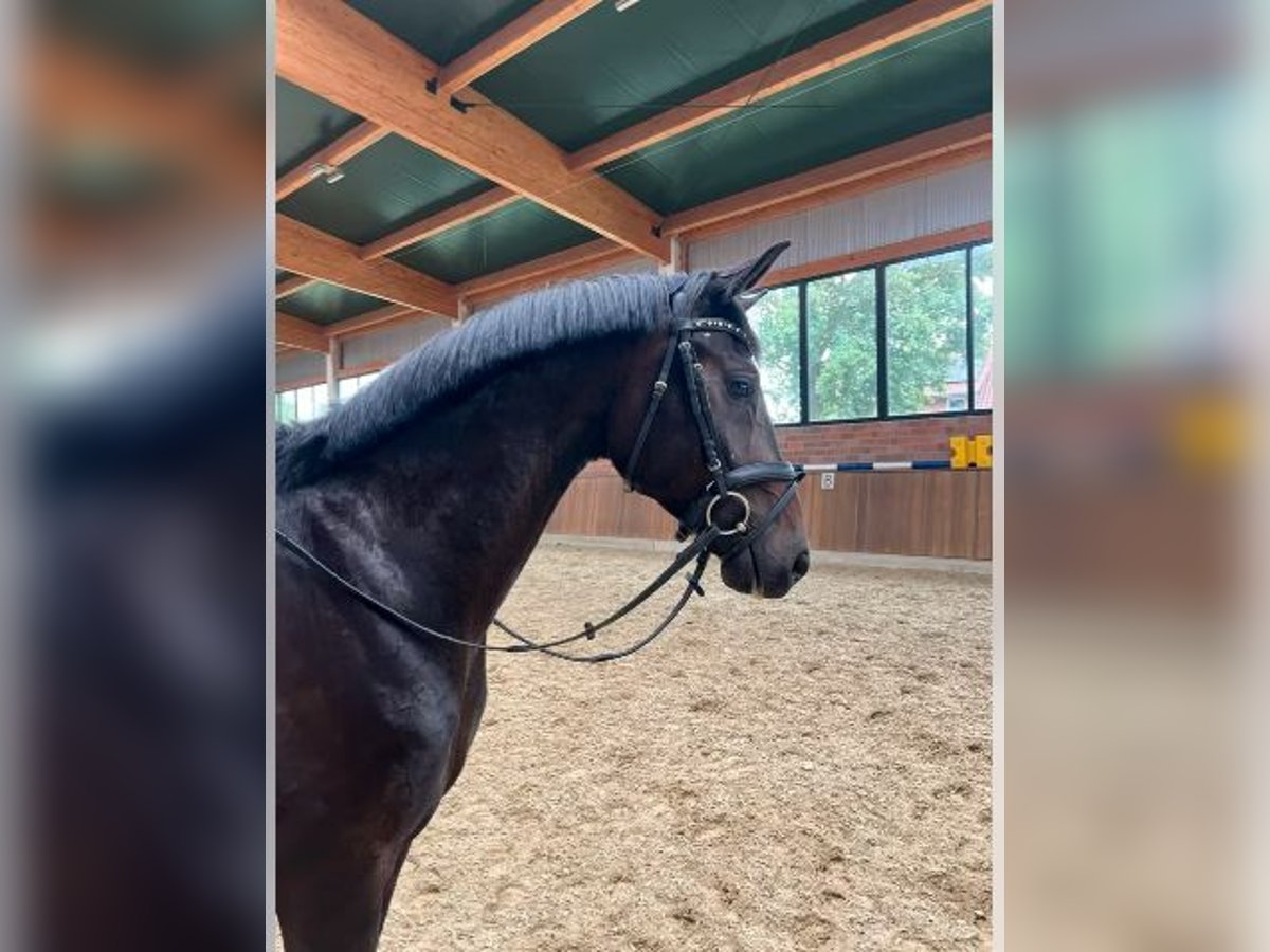 Deutsches Reitpferd Wallach 4 Jahre 167 cm Dunkelbrauner in Bad Iburg