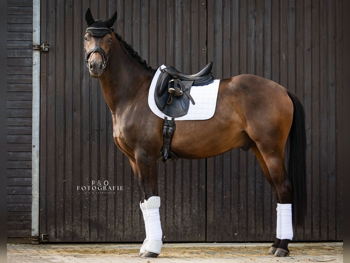 Deutsches Reitpferd Wallach 4 Jahre 167 cm Dunkelbrauner in Münster