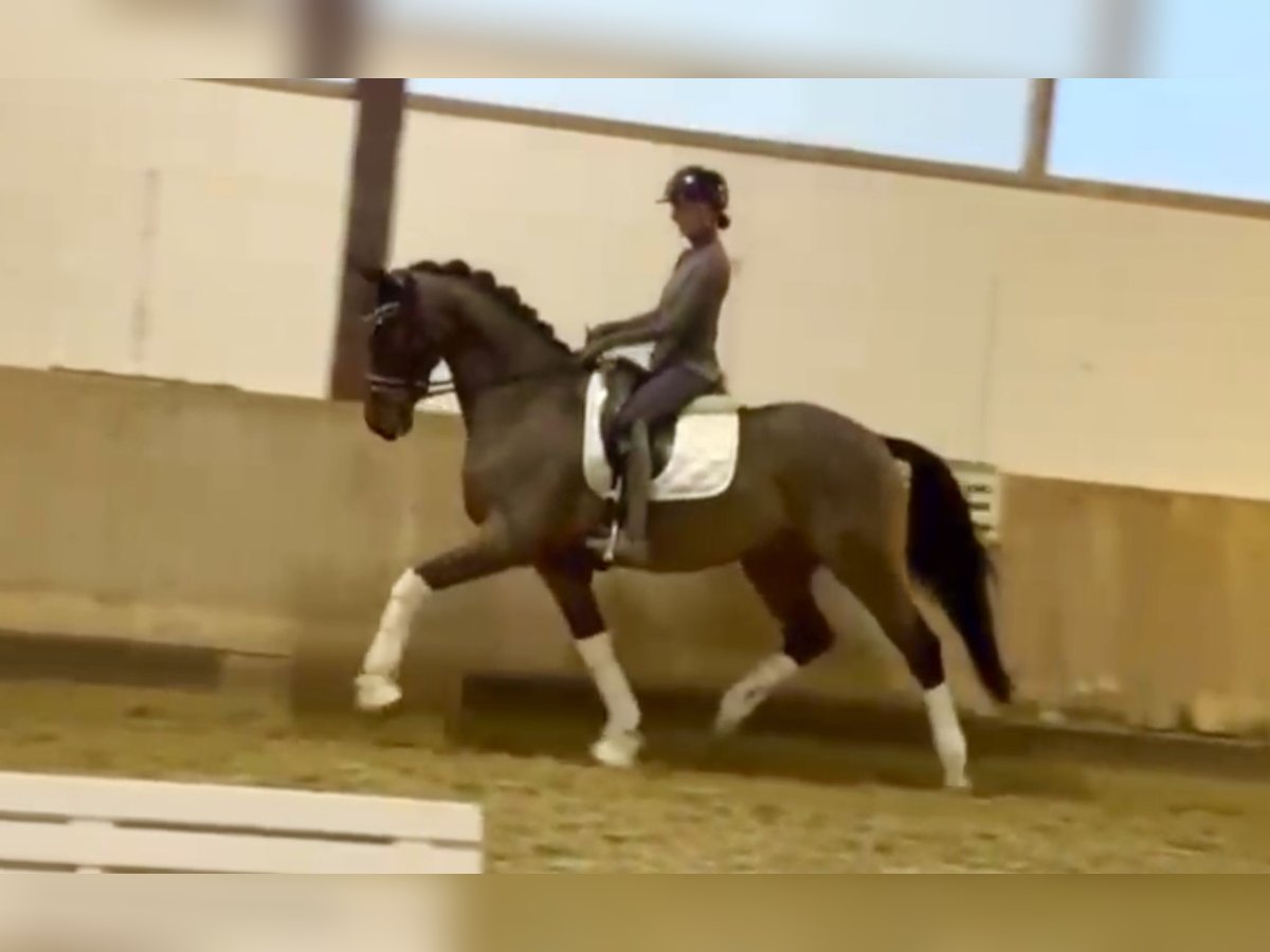 Deutsches Reitpferd Wallach 4 Jahre 168 cm Brauner in Bielefeld