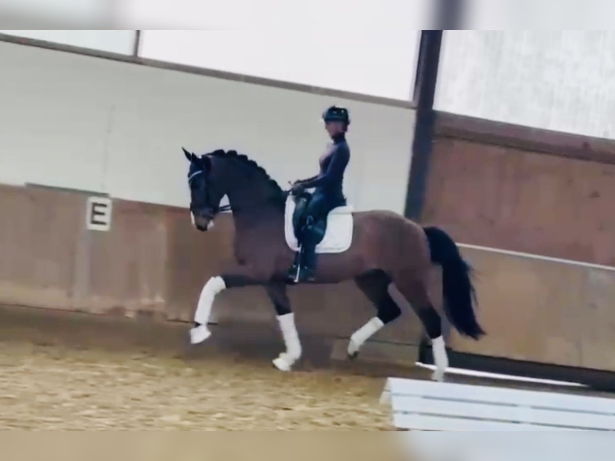 Deutsches Reitpferd Wallach 4 Jahre 168 cm Brauner in Bielefeld