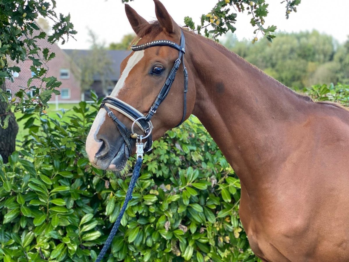 Deutsches Reitpferd Wallach 4 Jahre 168 cm Fuchs in Marl