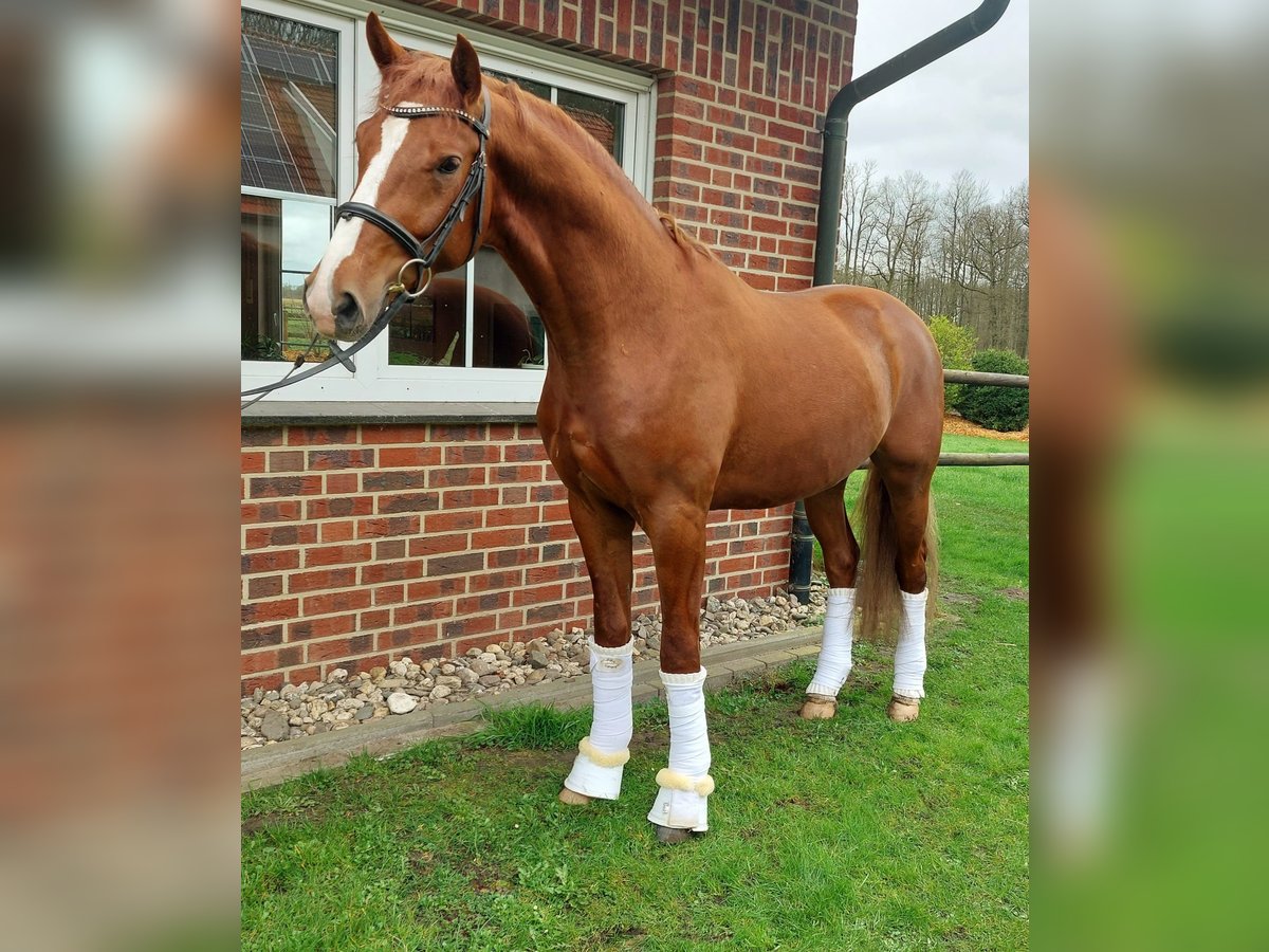 Deutsches Reitpferd Wallach 4 Jahre 168 cm Fuchs in Warendorf