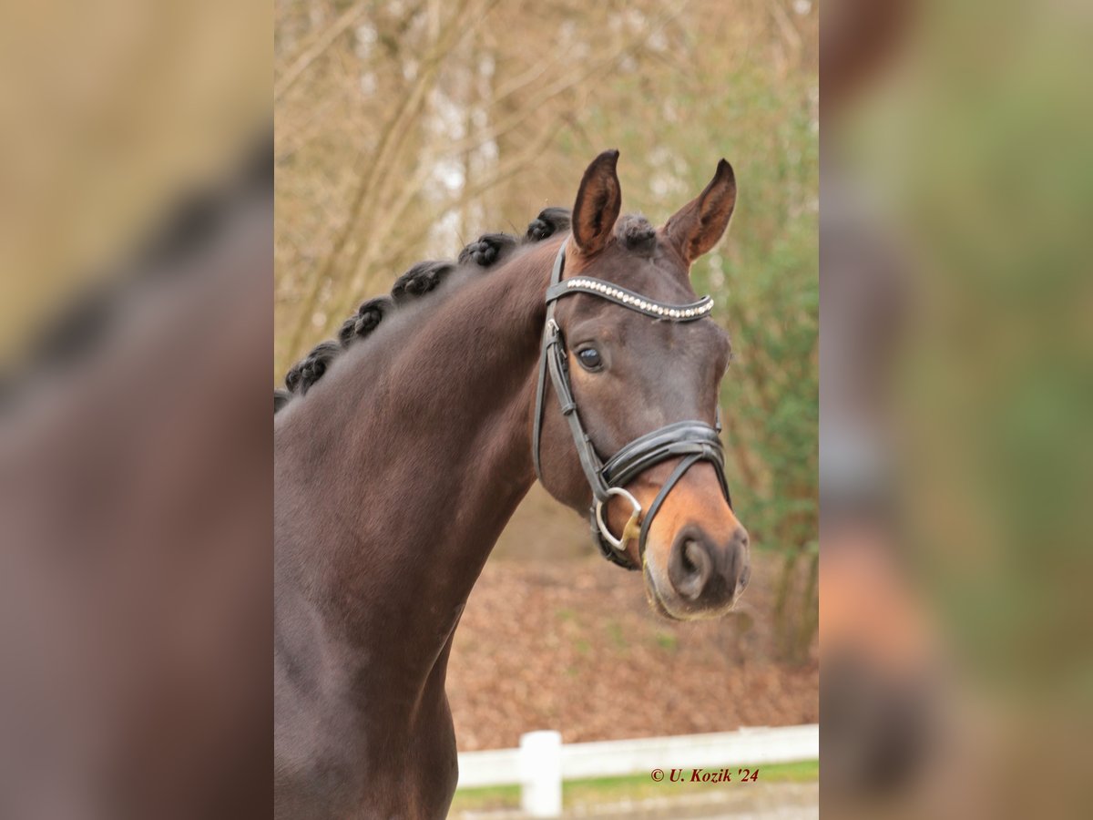 Deutsches Reitpferd Wallach 4 Jahre 170 cm Dunkelbrauner in Werne