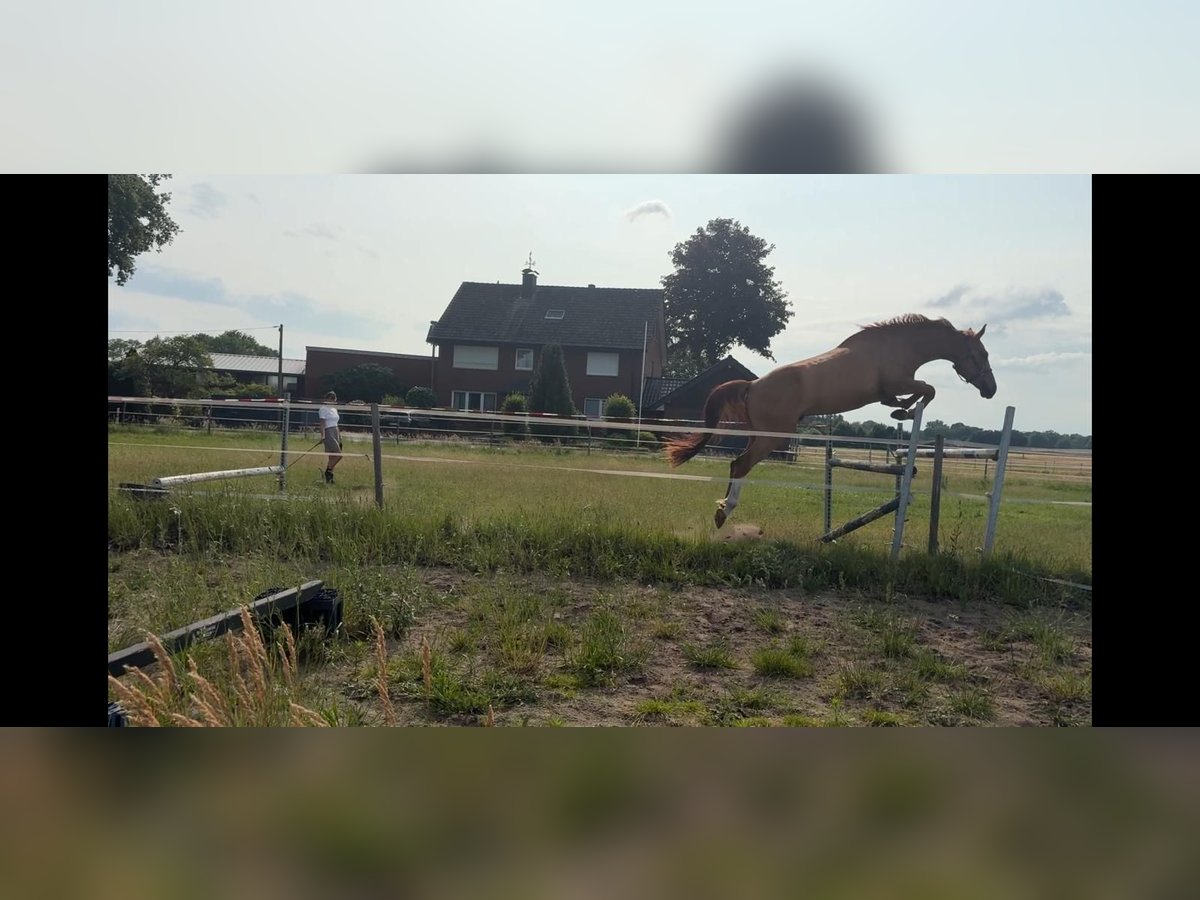 Deutsches Reitpferd Wallach 4 Jahre 170 cm Fuchs in G&#xFC;tersloh