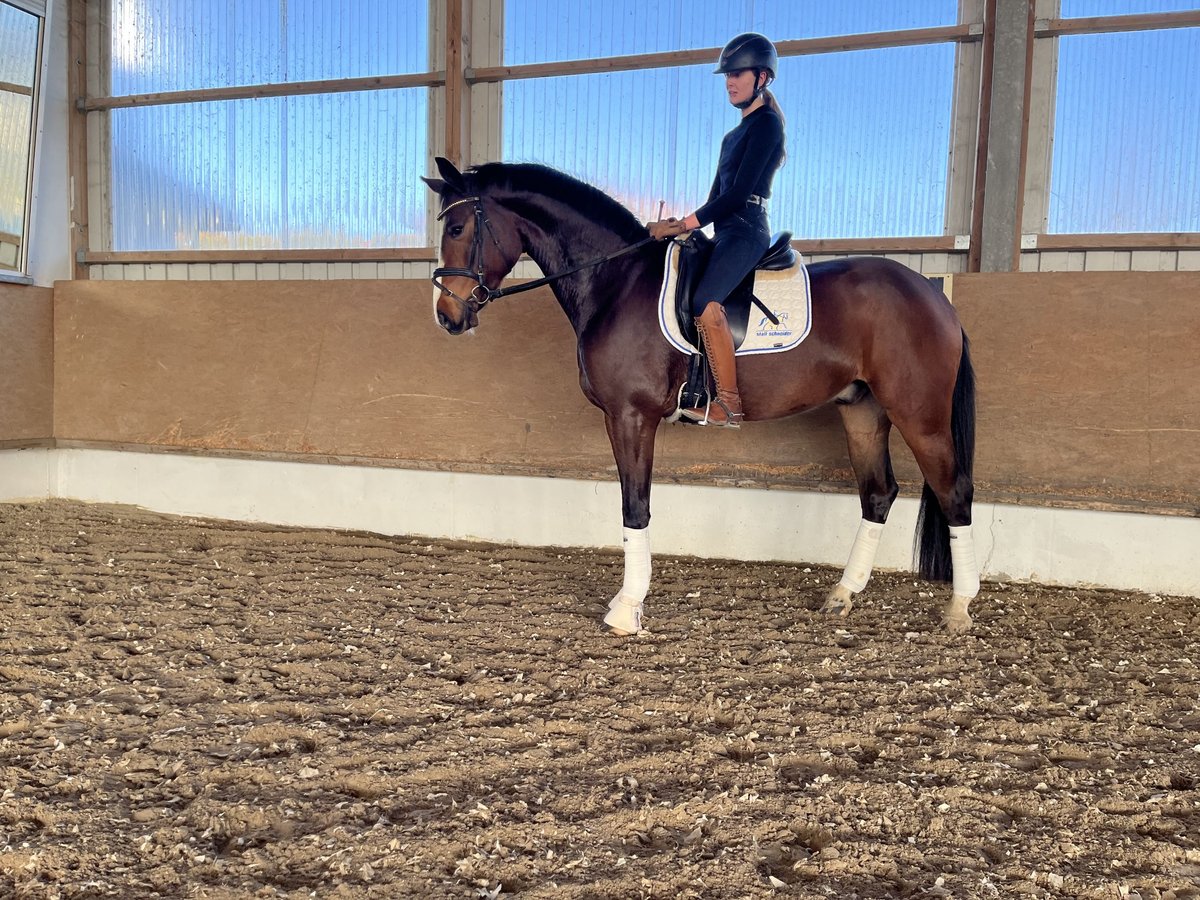 Deutsches Reitpferd Wallach 4 Jahre 172 cm Brauner in Besigheim