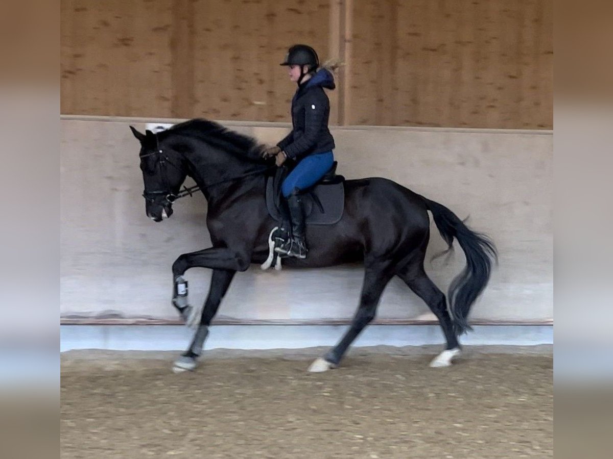 Deutsches Reitpferd Wallach 4 Jahre 172 cm Rappe in Oberstadion