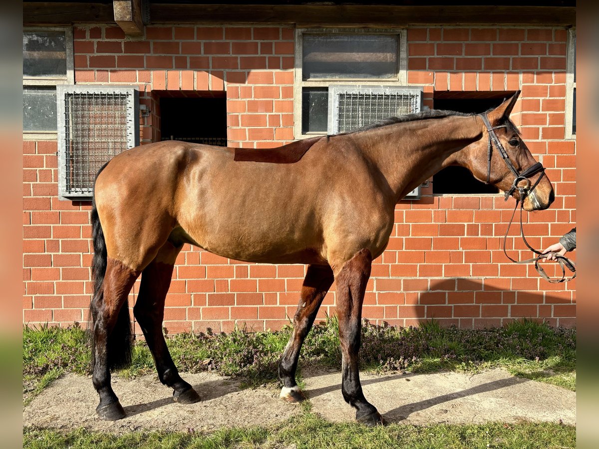 Deutsches Reitpferd Wallach 4 Jahre 178 cm Brauner in Telgte