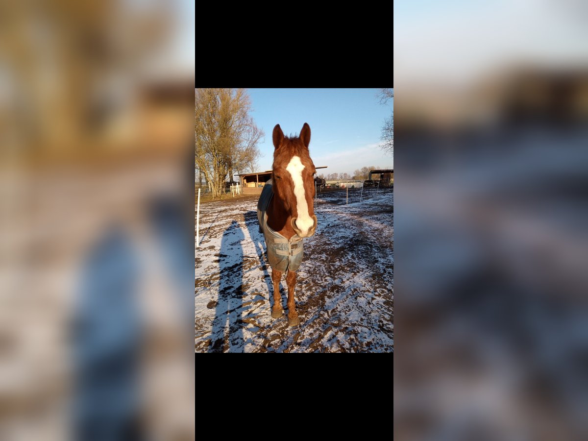 Deutsches Reitpferd Mix Wallach 5 Jahre 153 cm Fuchs in Am Mellensee