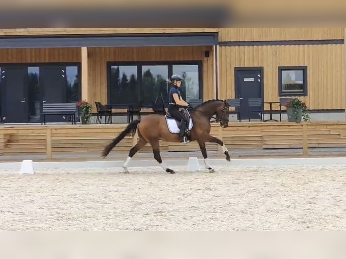 Deutsches Reitpferd Wallach 5 Jahre 156 cm Brauner in Hattula