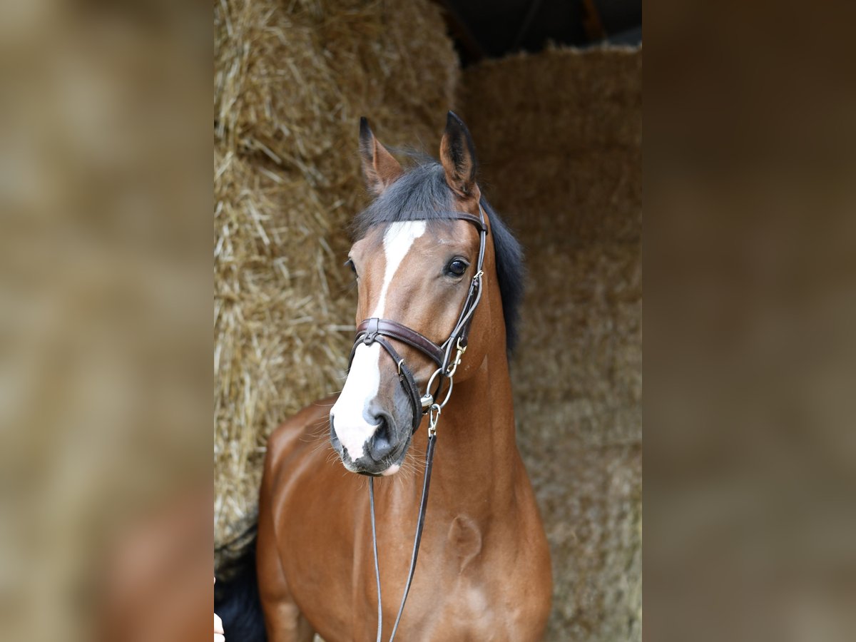 Deutsches Reitpferd, Wallach in Geilenkirchen