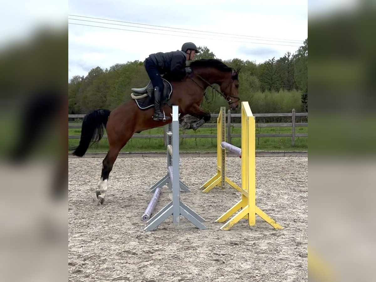 Deutsches Reitpferd Wallach 5 Jahre 162 cm Brauner in Gescher