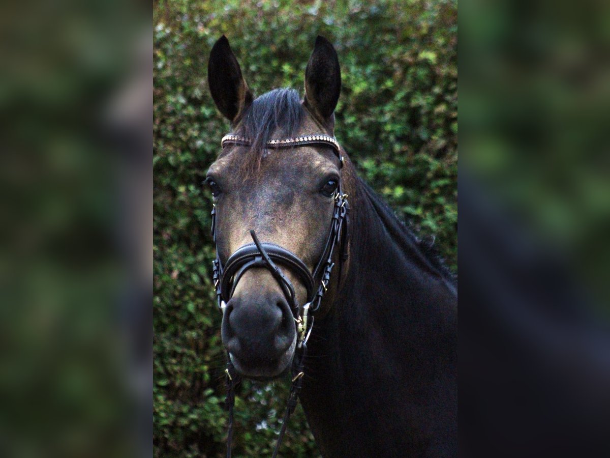Deutsches Reitpferd Wallach 5 Jahre 162 cm Brauner in Oyten