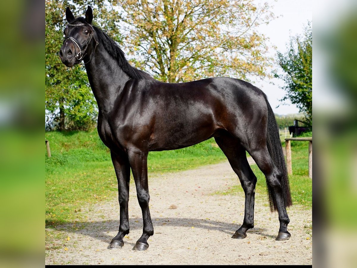 Deutsches Reitpferd Wallach 5 Jahre 168 cm Dunkelbrauner in RhedeRhede