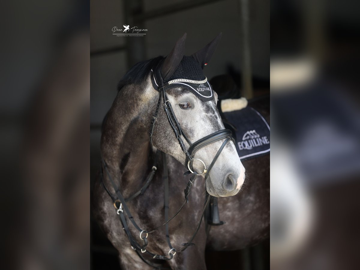 Deutsches Reitpferd Wallach 5 Jahre 168 cm Rappschimmel in Melle