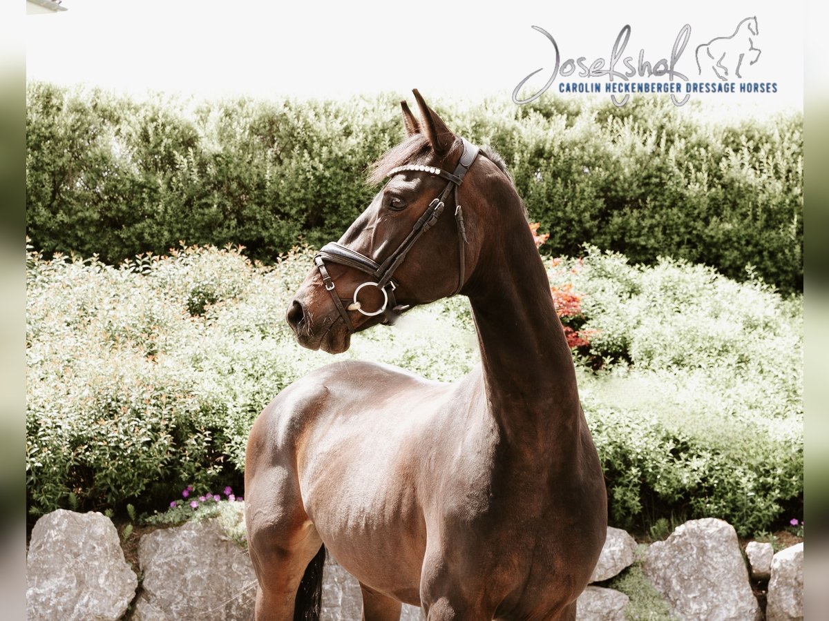 Deutsches Reitpferd Wallach 5 Jahre 168 cm Schwarzbrauner in Oberstadion