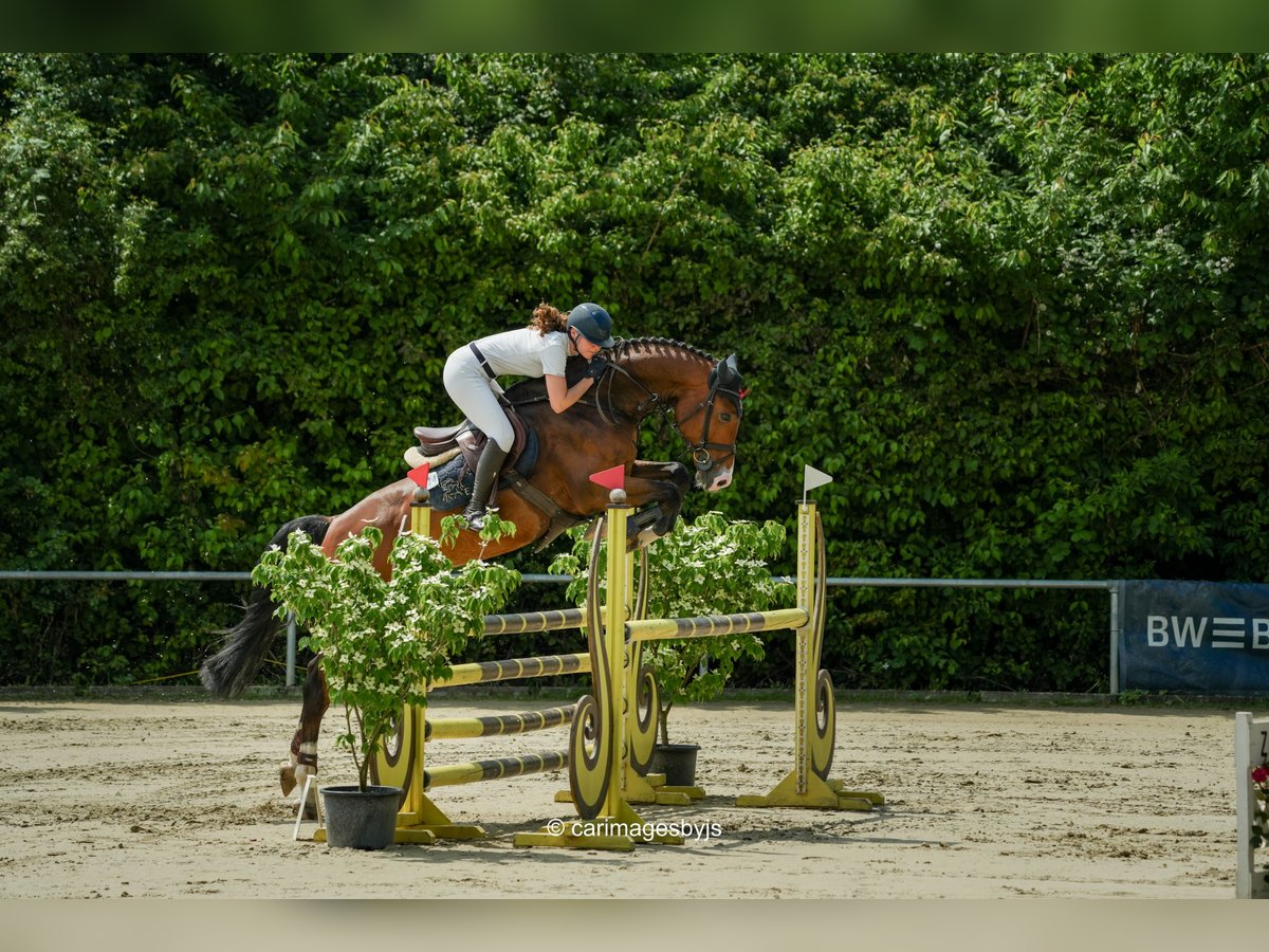 Deutsches Reitpferd Wallach 5 Jahre 170 cm Brauner in Walldorf