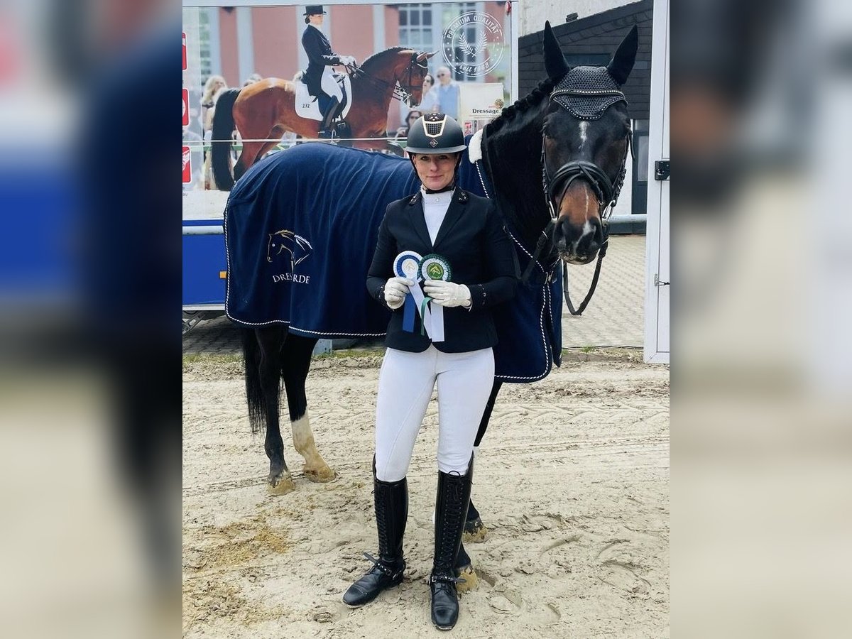 Deutsches Reitpferd Wallach 5 Jahre 170 cm Dunkelbrauner in Werne Deutsches Reitpferd Wallach 5 Jahre 170 cm Dunkelbrauner in Werne