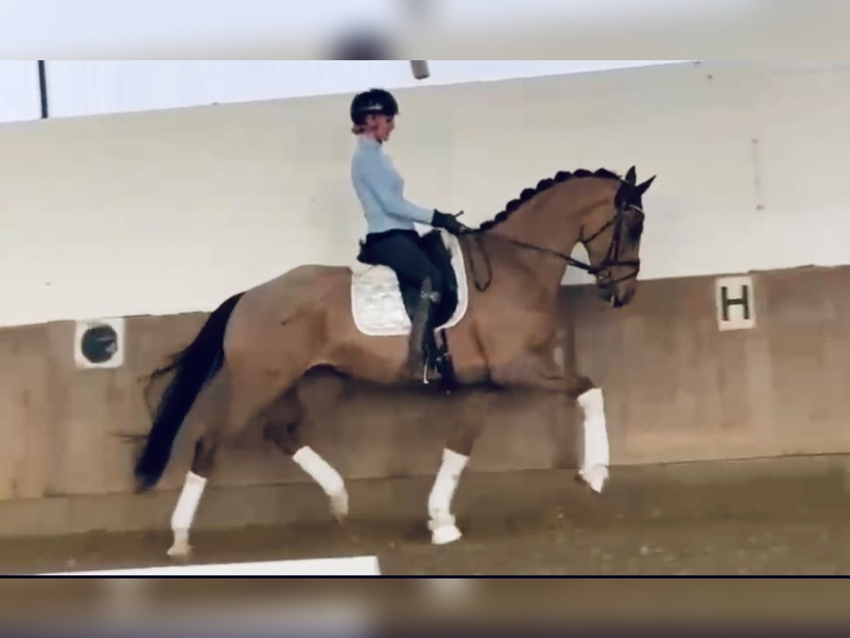 Deutsches Reitpferd Wallach 5 Jahre 170 cm Dunkelfuchs in Bielefeld