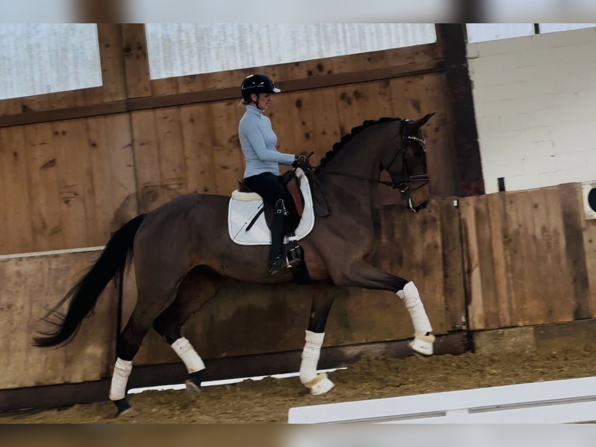 Deutsches Reitpferd Wallach 5 Jahre 172 cm Brauner in Bielefeld