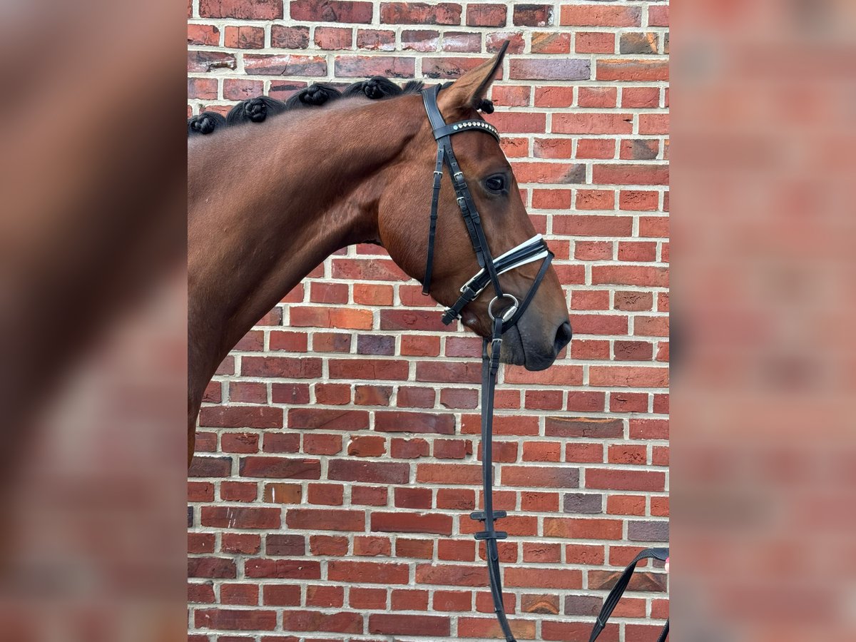 Deutsches Reitpferd Wallach 5 Jahre 172 cm Brauner in Ostbevern