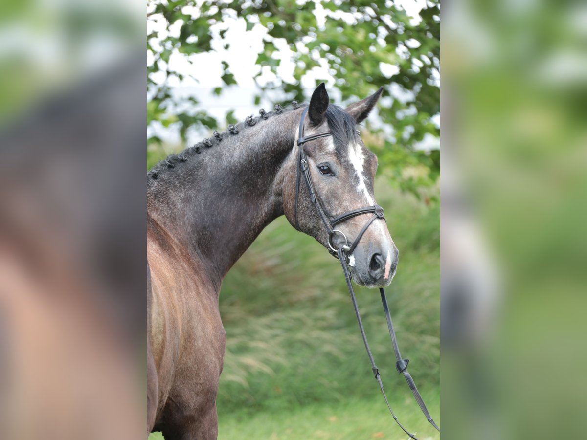 Deutsches Reitpferd Wallach 5 Jahre 172 cm Kann Schimmel werden in Neuenrade