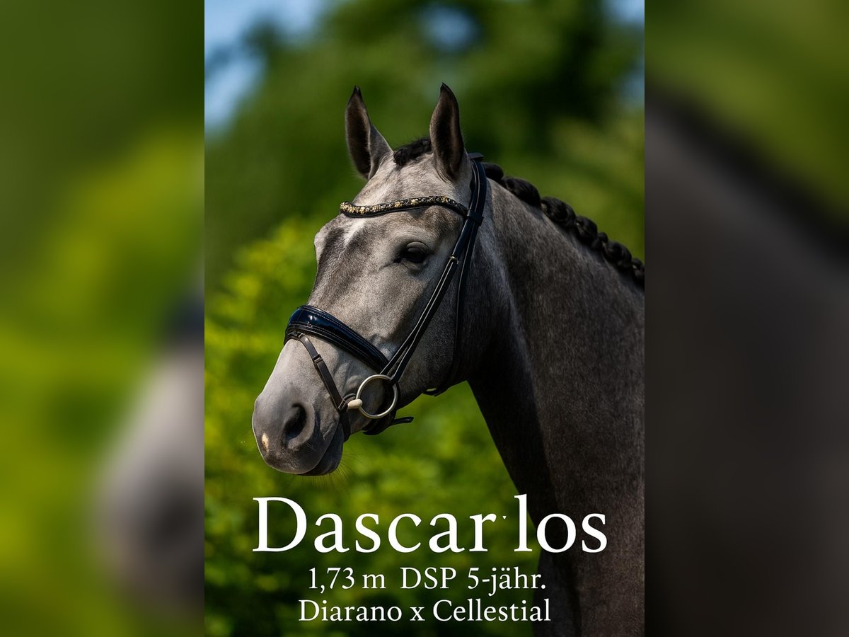 Deutsches Reitpferd Wallach 5 Jahre 172 cm Schimmel in Rosenheim