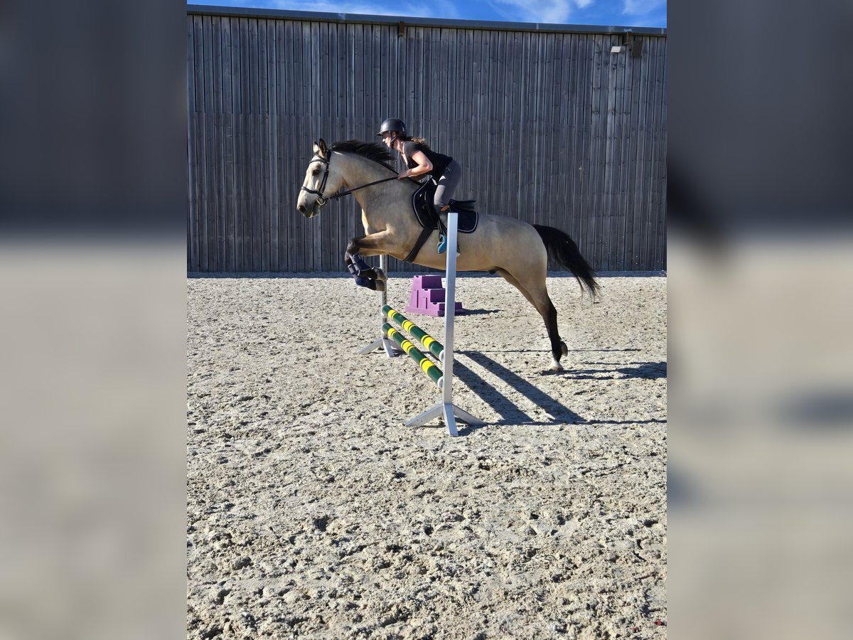 Deutsches Reitpferd Wallach 6 Jahre 155 cm Buckskin in Saarbr&#xFC;cken