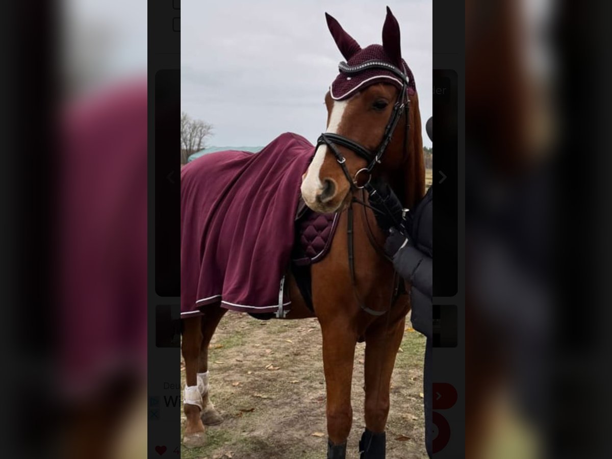 Deutsches Reitpferd Wallach 6 Jahre 155 cm in Stahnsdorf