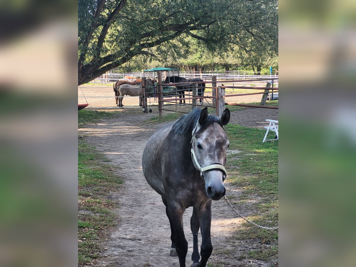 Deutsches Reitpferd Mix Wallach 6 Jahre 155 cm Kann Schimmel werden in Burgdorf