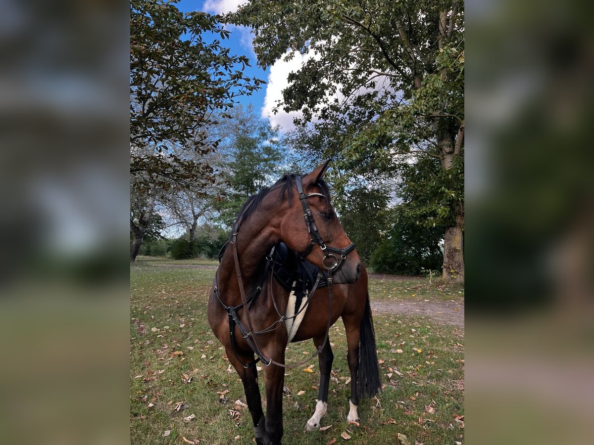 Deutsches Reitpferd Wallach 6 Jahre 158 cm Brauner in Blankenfelde