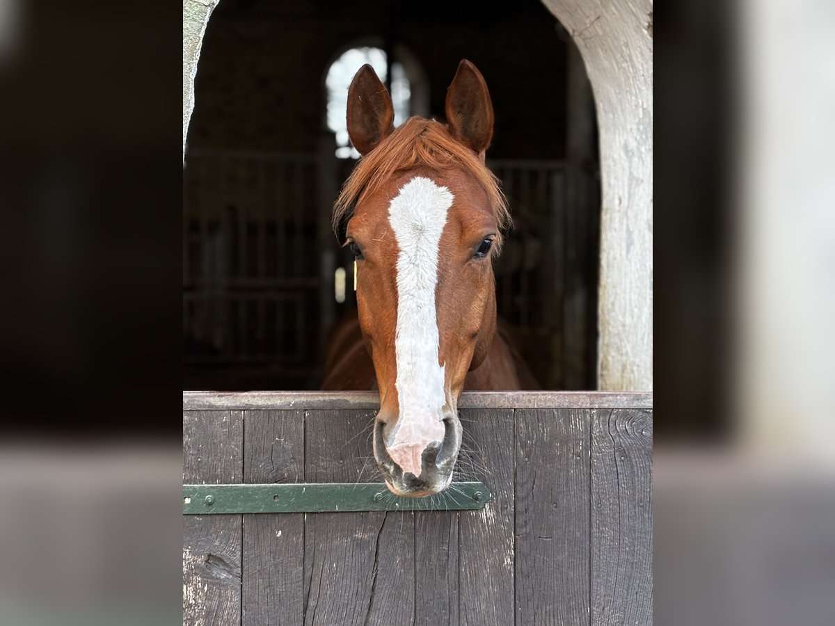 Deutsches Reitpferd Wallach 6 Jahre 158 cm Fuchs in M&#xF6;hneseeM&#xF6;hnesee