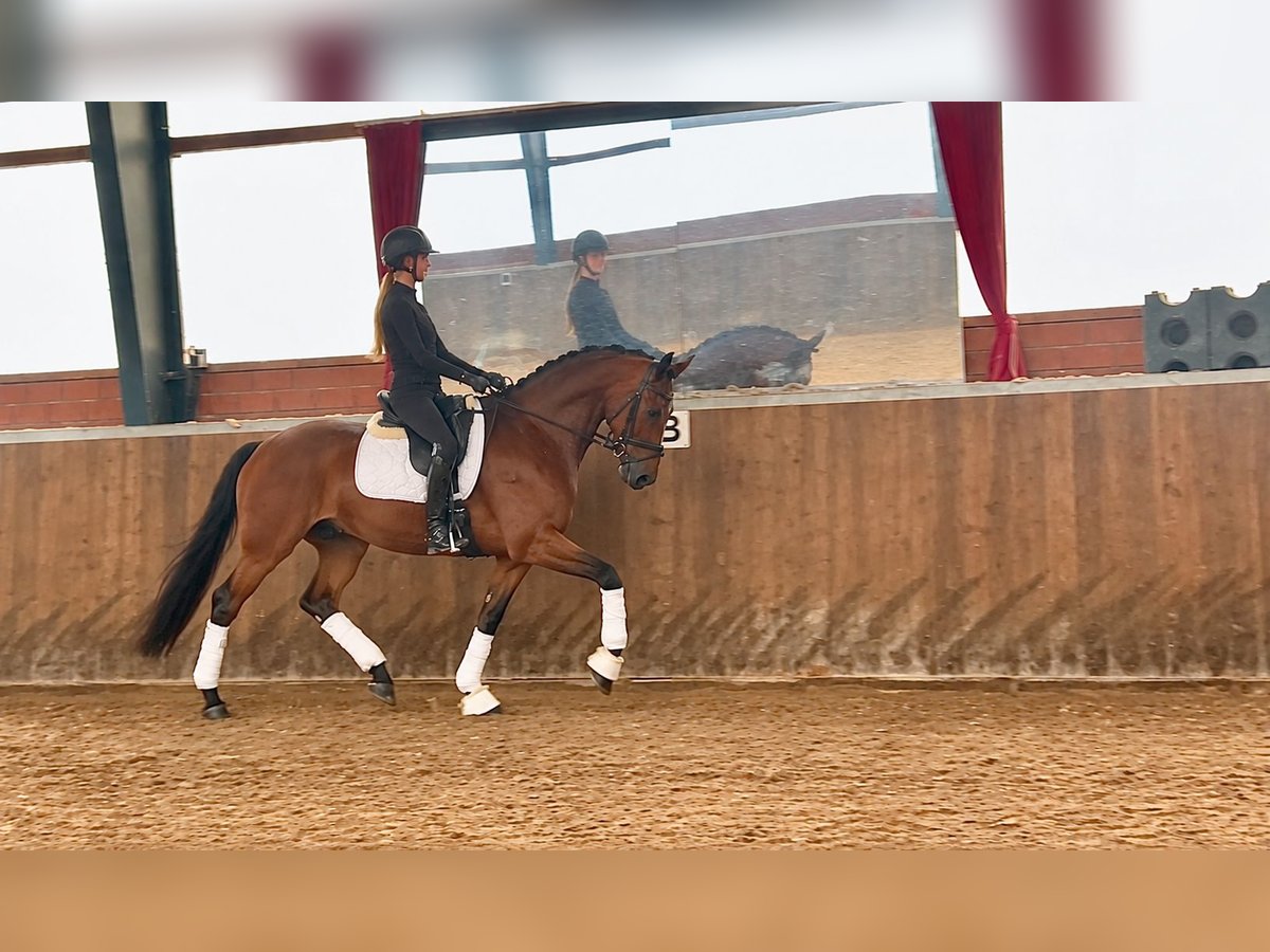 Deutsches Reitpferd, Wallach in Recke, bei Osnabrück