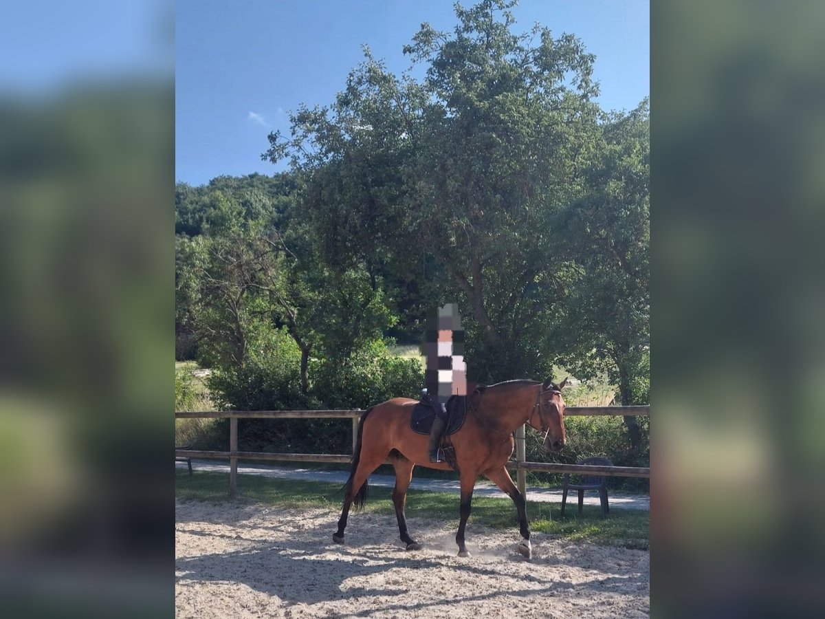 Deutsches Reitpferd Wallach 6 Jahre 170 cm Brauner in Schweinfurt