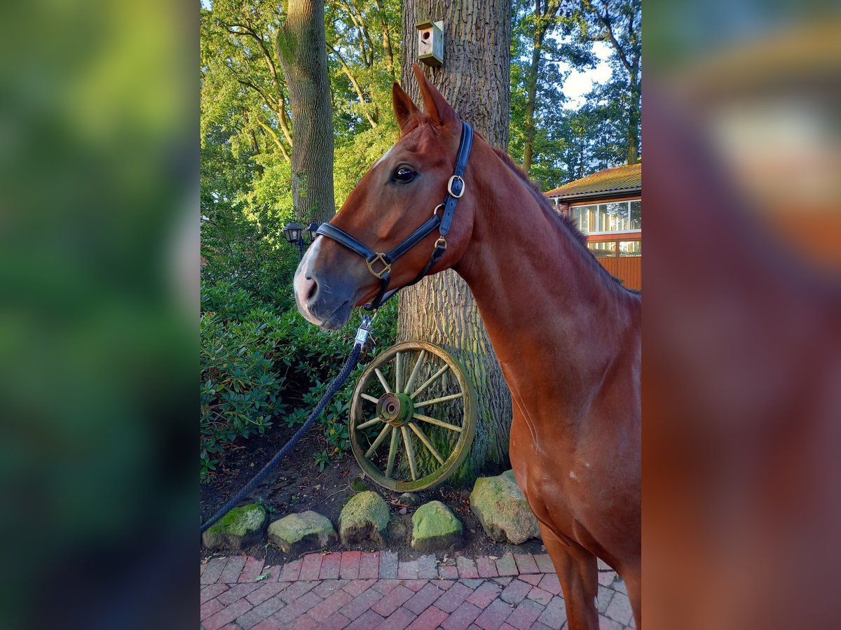 Deutsches Reitpferd Wallach 6 Jahre 174 cm Fuchs in L&#xF6;ningen