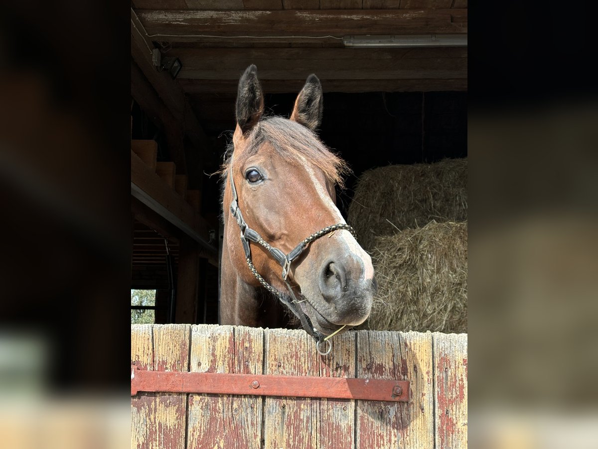 Deutsches Reitpferd Mix Wallach 6 Jahre 175 cm Brauner in Bad Schussenried