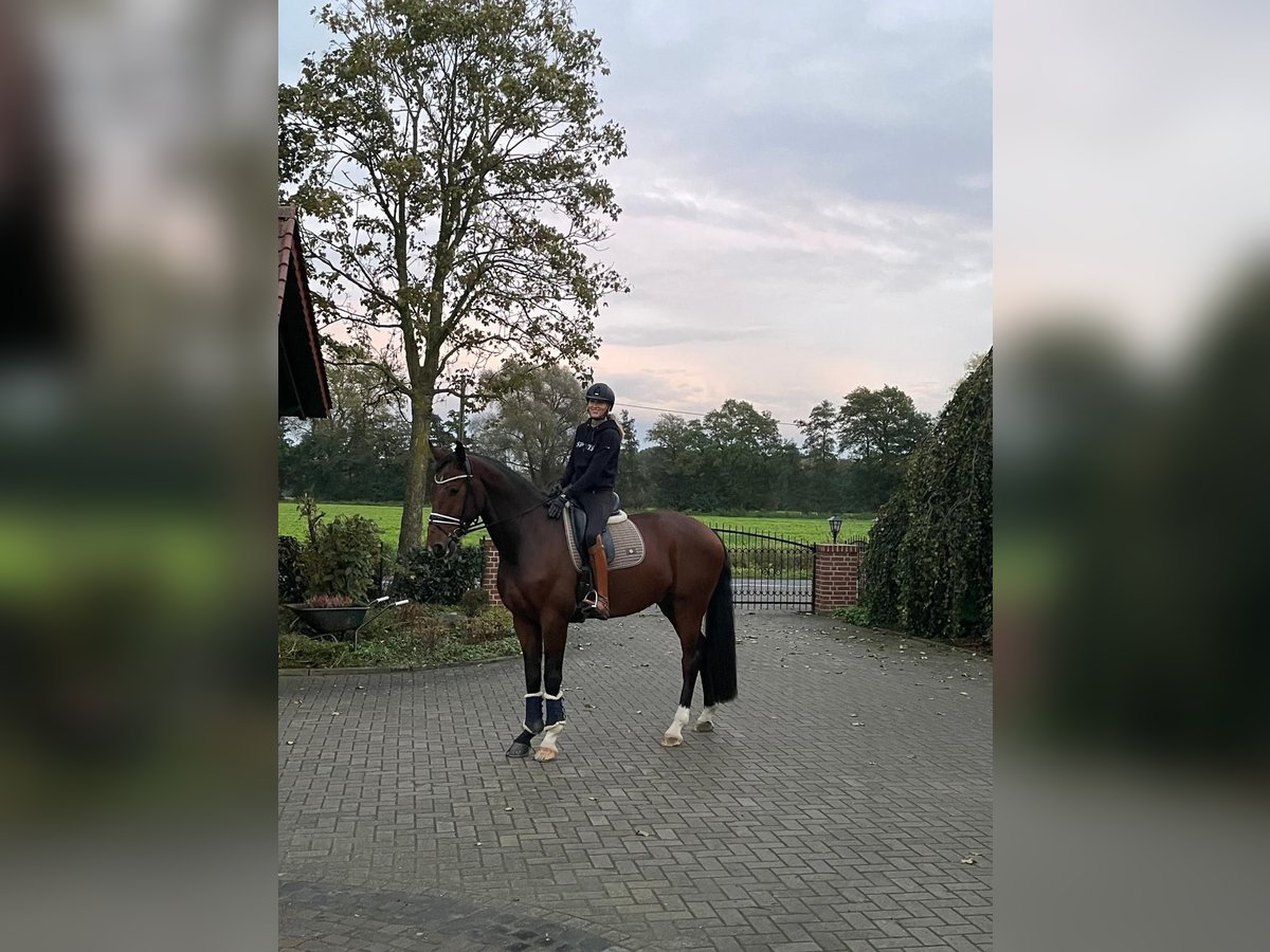 Deutsches Reitpferd Wallach 6 Jahre 180 cm Brauner in Bad Essen