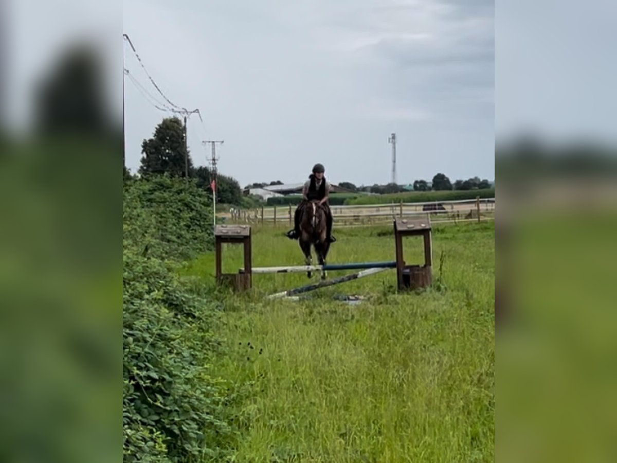 Deutsches Reitpferd Wallach 7 Jahre 148 cm Brauner in Filderstadt