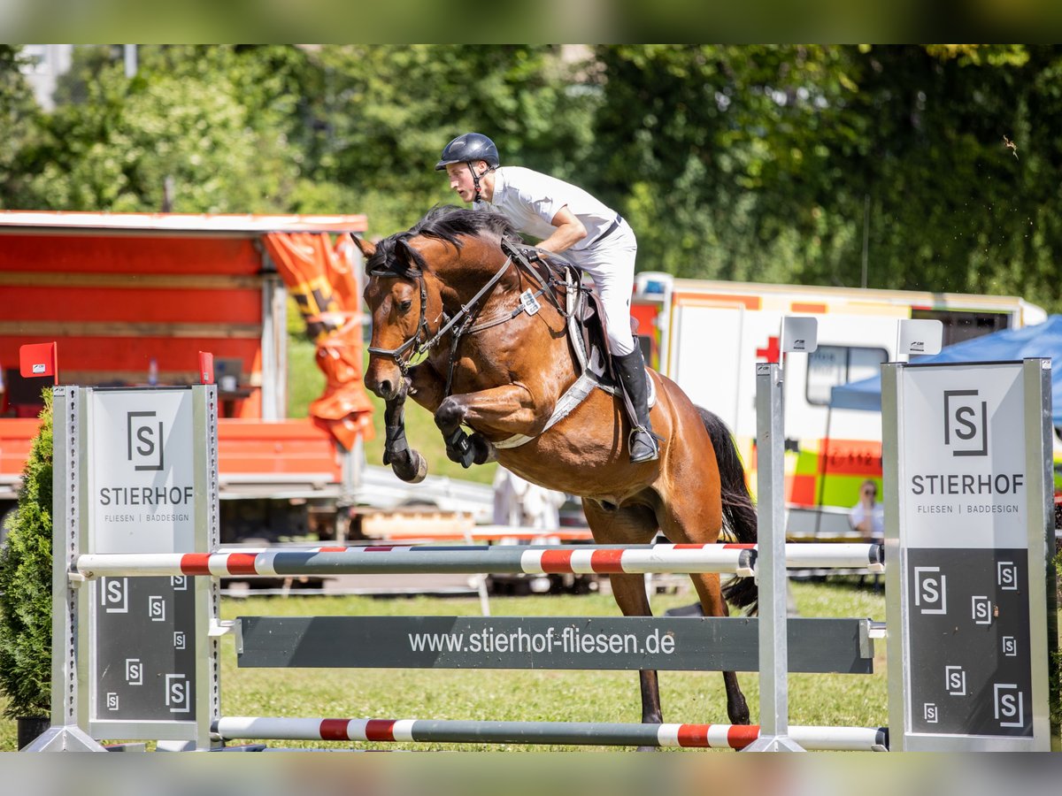 Deutsches Reitpferd Wallach 7 Jahre 170 cm Brauner in Knetzgau