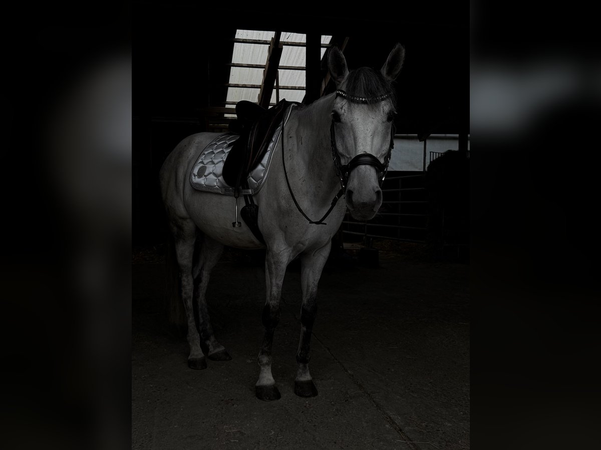 Deutsches Reitpferd Wallach 8 Jahre 164 cm Apfelschimmel in Baar